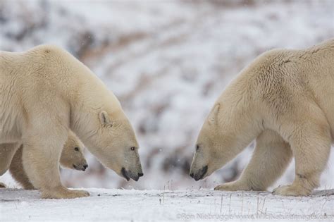 Polar Bears Arctic National Wildlife Refuge Alaska Photos By Ron