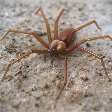 Brown Recluse Spider Uk Ph