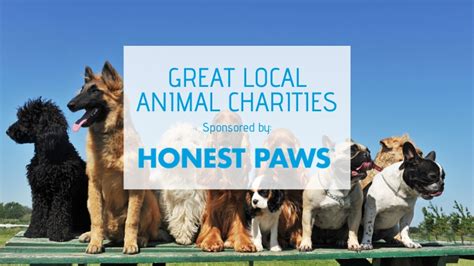 These Houston Charities And Organizations Are Helping Local Animals Live