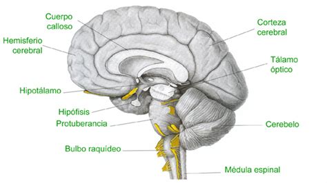 Nerbio Sistema Mind Map