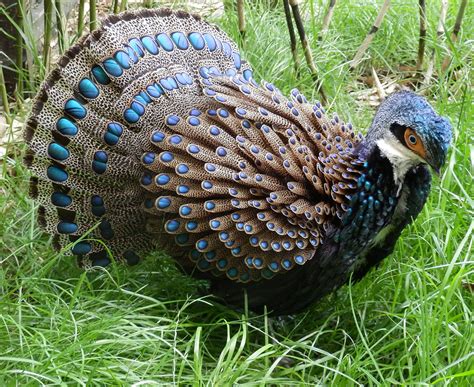 A Celebration Of Pheasants Some Of The Most Beautiful Birds In The