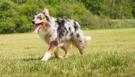 Pros And Cons Of Australian Shepherds Should You Get This Dog The