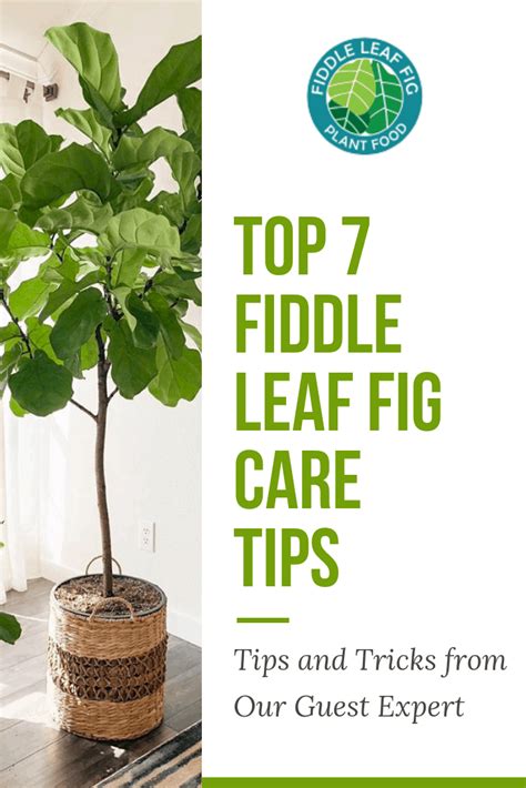 Top Fiddle Leaf Fig Care Tips From Guest Expert Alessandra Pham The