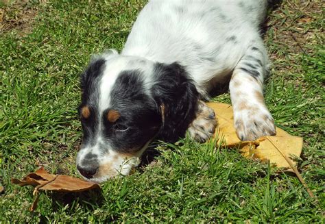 Houdini llewellins selectively breed to produce and preserve the best llewellin bloodlines. Available Puppies | East Coast Llewellin Setters