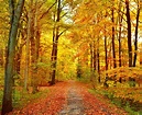 Fall Foliage Forecast for Southwest Ohio · 365 CINCINNATI