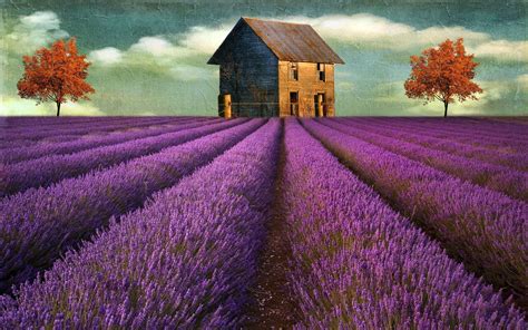 Lavender Field Wallpaper Wallpaper Wide Beautiful