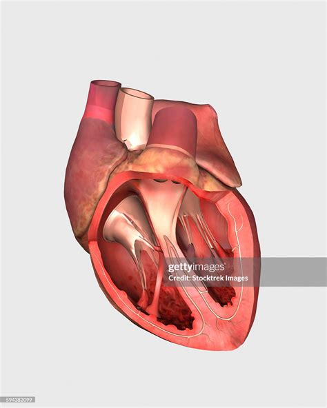Heart Valves Showing Pulmonary Valve Mitral Valve And Tricuspid High