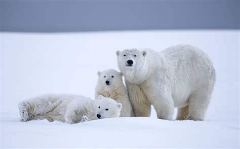 Bing Polar Bear Wallpaper