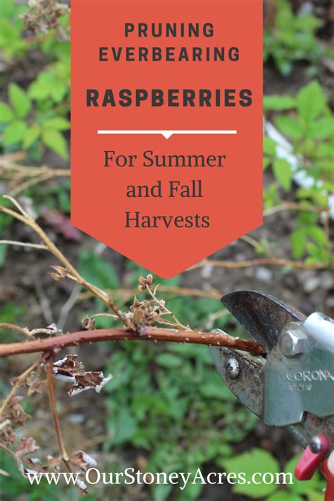 Pruning Everbearing Raspberries For Summer And Fall Harvests Our