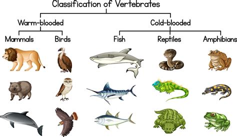 Classes Of Vertebrates Chart