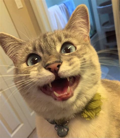 Excited Cat Meme