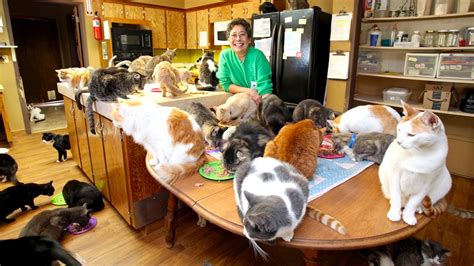Ultimate Cat Lady Woman Shares Her Home With 1100 Felines Youtube