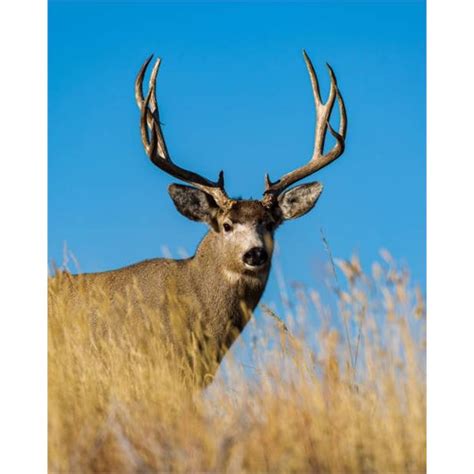 Utah Mule Deer Buck Conservation Permit Limited Entry South Slope