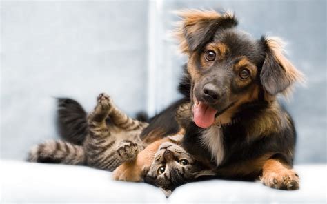 Heres How You Can Make Your Dog And Cat Get Along