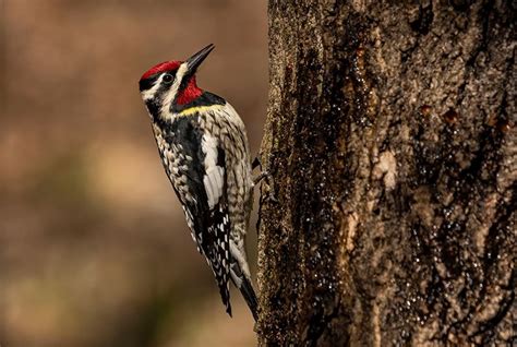 Yellow Bellied Sapsucker Bird Spot