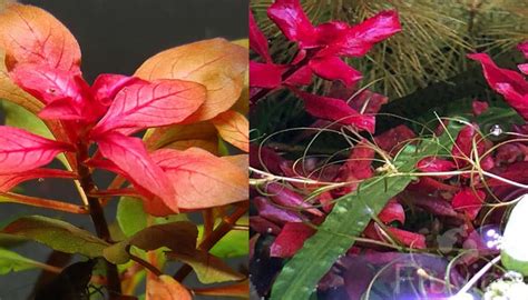 The Underwater Rainbow Top 10 Types Of Ludwigia Fluvico