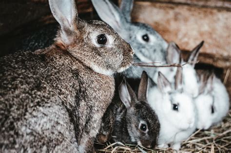 Can A Wild Rabbit Breed With a Domestic? - Everything Bunnies