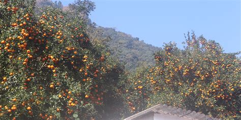 Syangja Produces Oranges Worth Rs 114 Billion