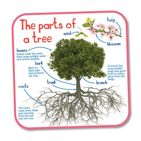 Parts Of A Plant A Tree Lesson Plan Worksheet Teaching Resources