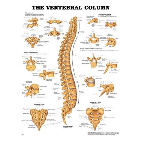 Vertebral Column Anatomical Chart With Markings Laminated