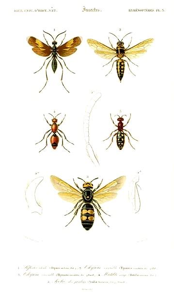 Les Hyménoptères Hymenoptera