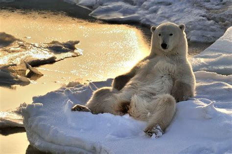 Just Chilling Polar Bear Has An Ice Relaxing Time In The Snow Mirror