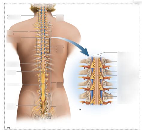 Anatomy Spinal Cord Posterior View Diagram Quizlet