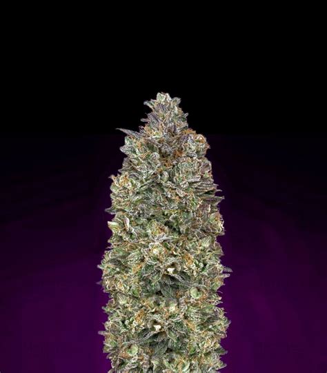 Buy Critical Purple Kush Feminized Seeds By Advanced Seeds Herbies Seeds