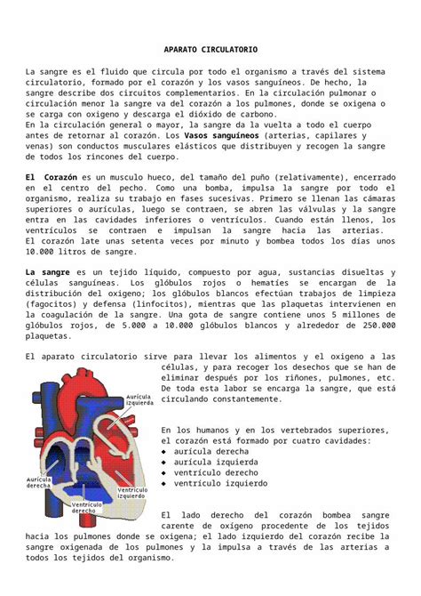 Docx Anatomia Comparada Aparato Circulatorio Dokumen Tips Hot Sex Picture