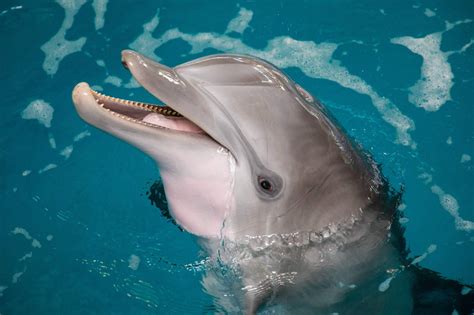 Is Dolphin A Mammal Why Are Whales And Dolphins Called Mammals