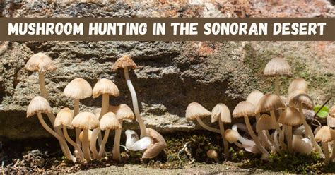 Mushroom Hunting In The Sonoran Desert Cc Sunscreen