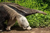 Giant Anteater Free Stock Photo - Public Domain Pictures