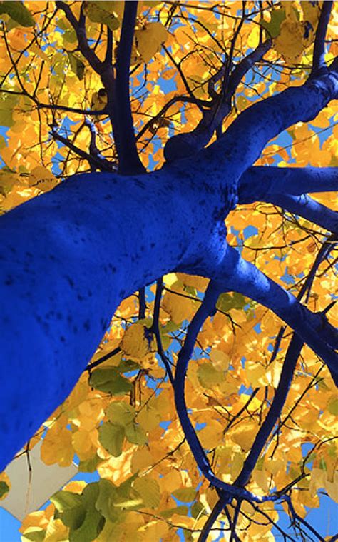 The Blue Trees Pr For Artists