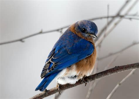 5 Most Beautiful Birds Of Pennsylvania