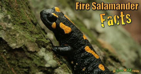 Salamander Information Salamander Fun Facts Reptile G Vrogue Co