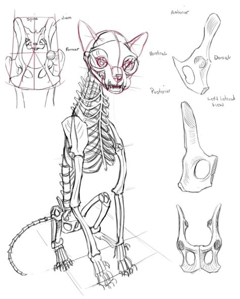 Cat Skeleton Drawing At Getdrawings Free Download