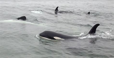Orcas Rub Bellies On The Beach On Bcs Sunshine Coast Video News
