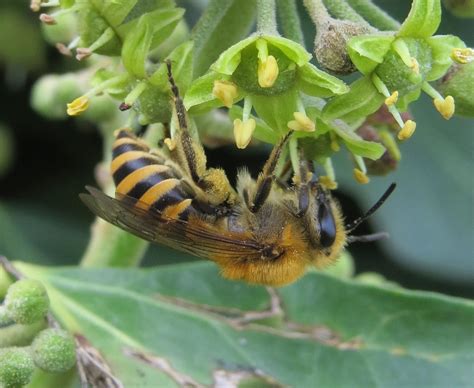 Ivy Bee Bumblebee Conservation Trust