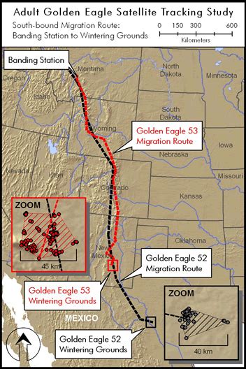 Bald Eagle Migration Routes