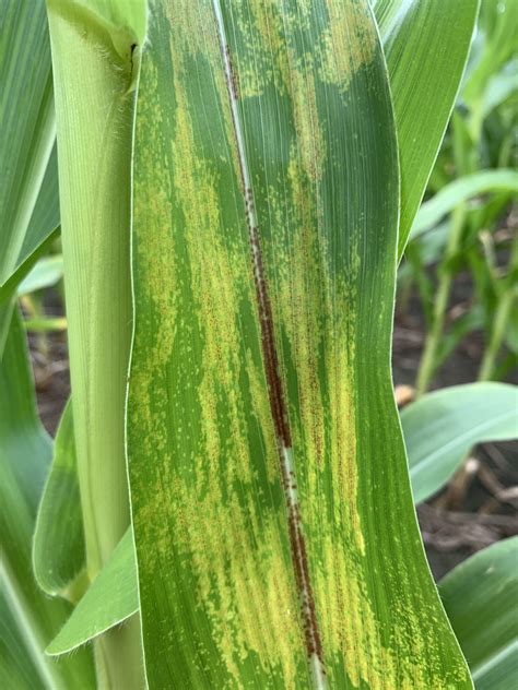 Corn Disease Update July 12 2020 Mississippi Crop Situation