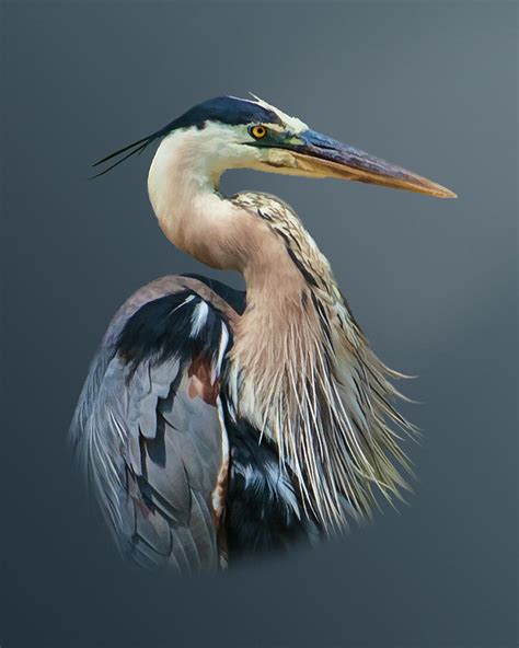 Great Blue Heron In Profile Photograph By Delores Knowles Fine Art