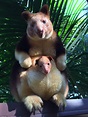 Rare baby tree kangaroo pokes his head out mum's pouch after first ...