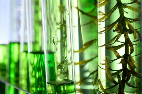 Premium Photo Algae Research In Laboratories Biotechnology Science