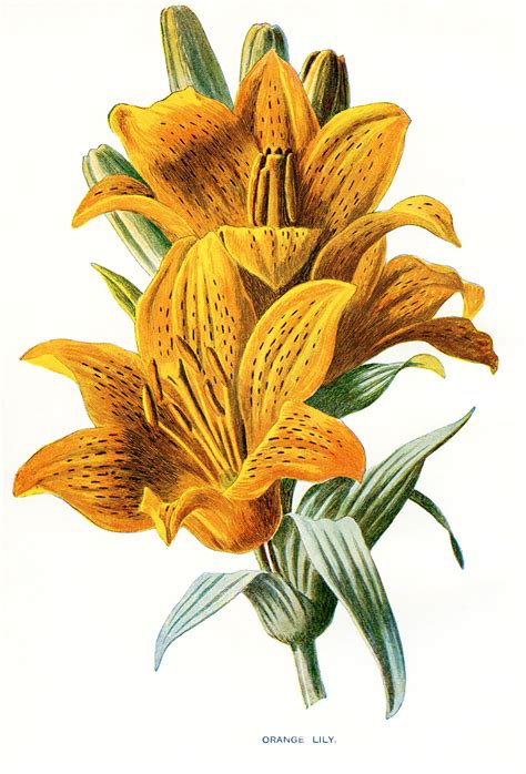 Free Vintage Botanical Flower Lily Illustration Botanical Art Floral