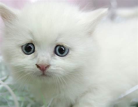 Two Maine Teenagers Put Eight Week Old Kitten In Microwave Face Animal
