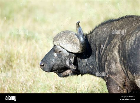 El B Falo De Sabana Grande Se Alimentan En El Masai Mara Kenia Frica Oriental En Medio De