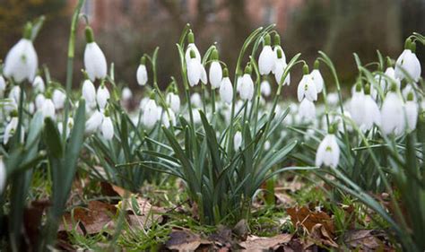 Five Top Tips For Growing Drifts Of Snowdrops In Your Garden Express