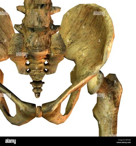 Anatom A De La Pelvis Fotograf As E Im Genes De Alta Resoluci N Alamy