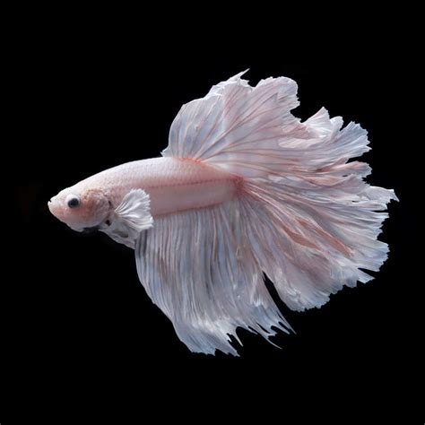 Pink Betta Fish A Spectacular Lively And Bright Breed