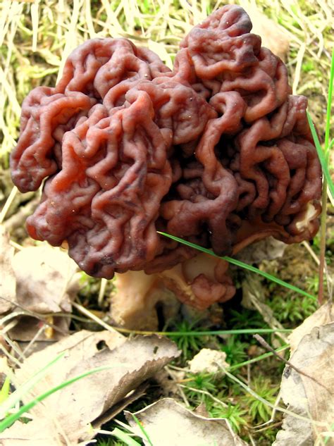 6 Weird Edible Mushrooms Ethnic Foods R Us